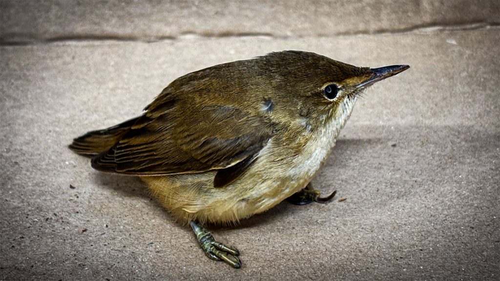 Reed warbler
